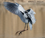 Airone cenerino (Ardea cinerea)
