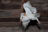 Barbagianni (Tyto alba)r