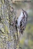 Rampichino ( Certhia brachydactyla)