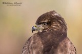 Poiana (Buteo buteo)