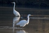 Airone bianco maggiore (Ardea alba)