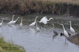 Airone bianco maggiore (Ardea alba)