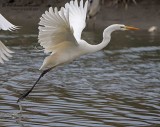 Airone bianco maggiore (Ardea alba)