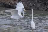 Airone bianco maggiore (Ardea alba)