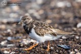 Voltapietre ( Arenaria interpres)