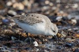 Piovanello tridattilo (Calidris alba)