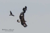 Aquila  reale (Aquila chrysaetos)