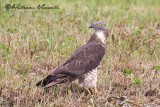 Falco pecchiaiolo (Pernis apivorus)