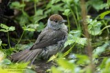 Capinera (Sylvia atricapilla)