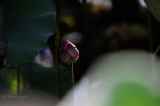 DSC_5130.jpg