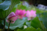 DSC_5275.jpg