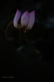 DSC_5694.jpg