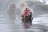 Japanese Macaque in hot water