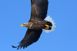 White-tailed Sea Eagle