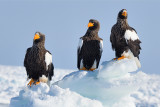 Stellers Sea Eagle 