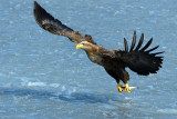 White-tailed Sea Eagle