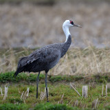 Hooded Crane