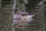 Eurasian Wigeon