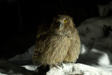 Blakistons Fish Owl