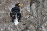 Stellers Sea-Eagle