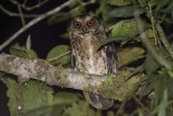 Philippine Scops-Owl