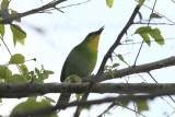 Yellow-throated Leafbird
