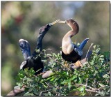 Anhingas - male & female