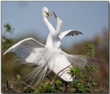Great Egret - mating