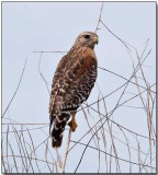 Red-shouldered Hawk