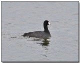 American Coot