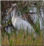 Wood Stork