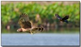 Northern Harrier being chased by a Grackle
