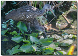 Limpkin and chick - the chick is about 4 weeks old