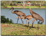 Sandhill Crane family