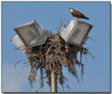 Osprey - is this nest taken?