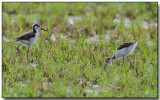 Black-necked Stilt, immature