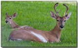 White-tailed Deer - Buck and Fawn