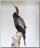Anhinga