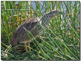 American Bittern