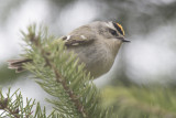 Rotelet  couronne dore Golden-crowned Kinglet