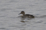 Canard pilet Northern Pintail
