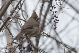 Cardinal rouge Northern Cardinal