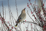 Jaseur boral Bohemian Waxwing