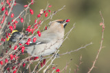 Jaseur boral Bohemian Waxwing