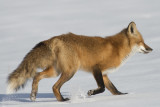 Renard roux Red Fox