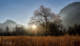 Iconic Elm tree in the morning