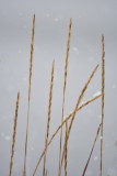 Strandrg, Elymus arenarius L,, Lyme-grass
