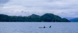 160706_Valdez_Orca_pair_F1043m.jpg