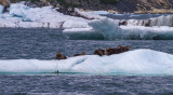 160706_Valdez_otter_group_0973m.jpg