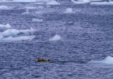 160706_Valdez_otter_motherbaby_1255m.jpg